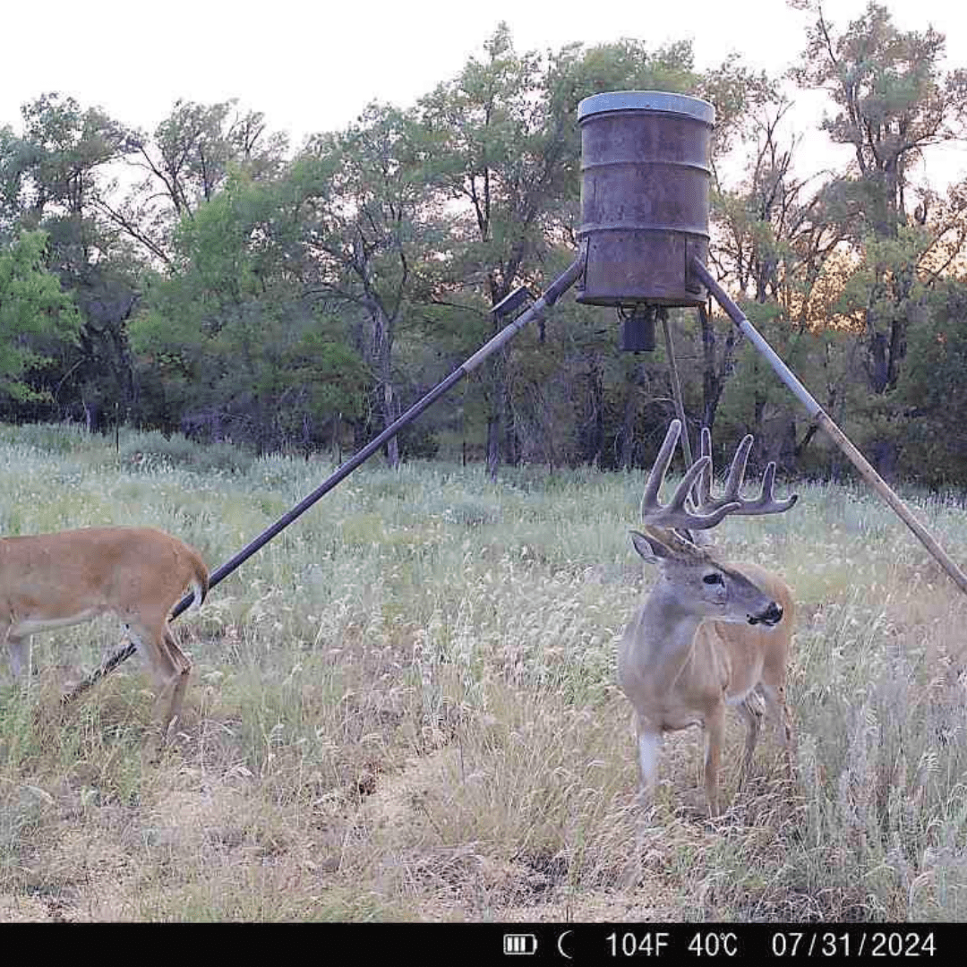 Texas Panhandle Whitetail Deer and Mule Deer Hunts with Bent Spur Outfitters, 10 Years right here!