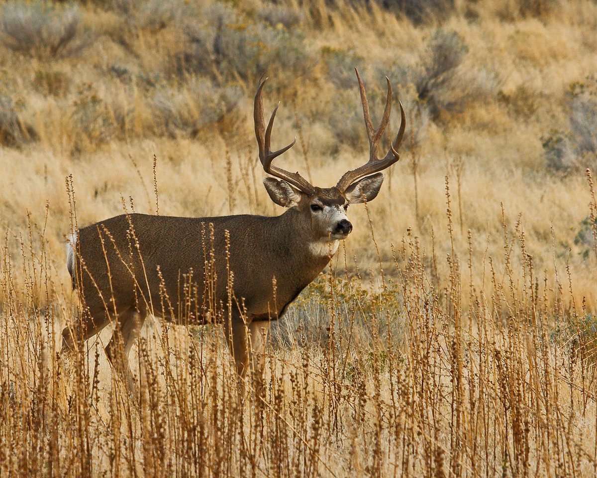 Texas Panhandle Whitetail Deer and Mule Deer Hunts with Bent Spur Outfitters, 10 Years right here!