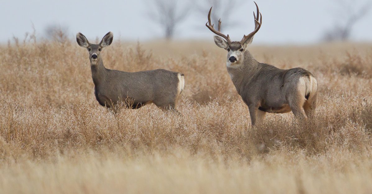 texas panhandle whitetail and mule deer